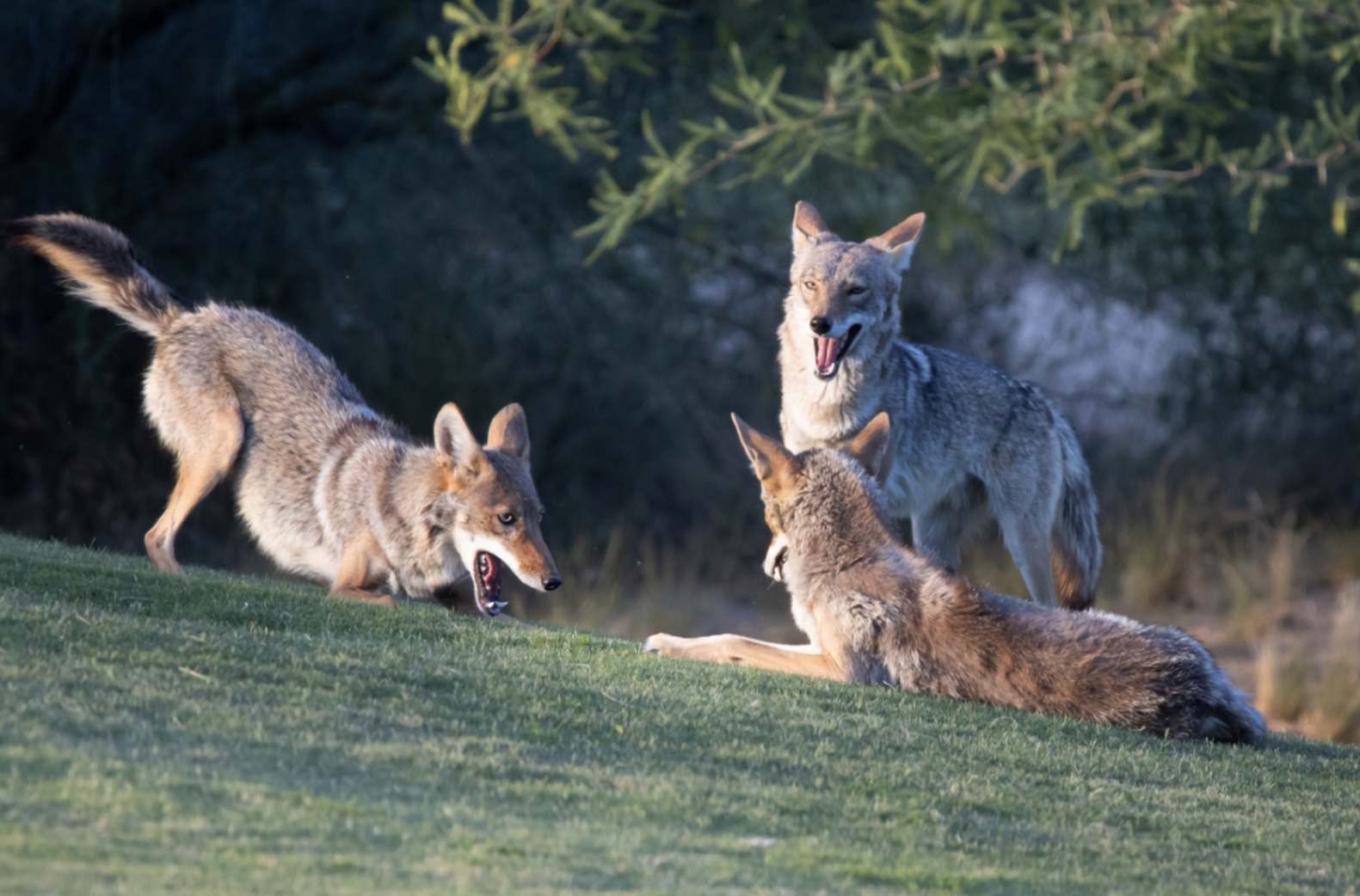 Coyotes playing